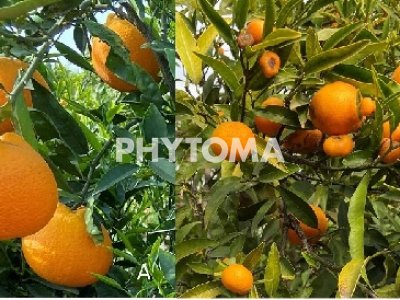 Delottococcus aberiae De Lotto 
